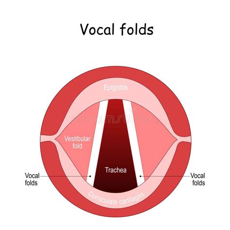 Vocal cords 中文